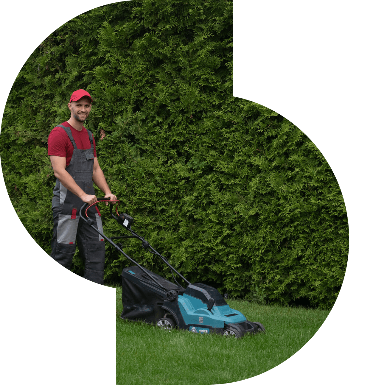 Person mowing lawn near green hedge.